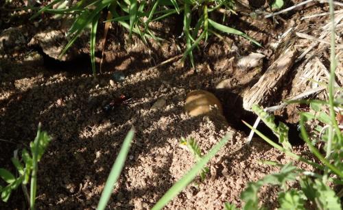 Réf. 229 657 : Camponotus ligniperda